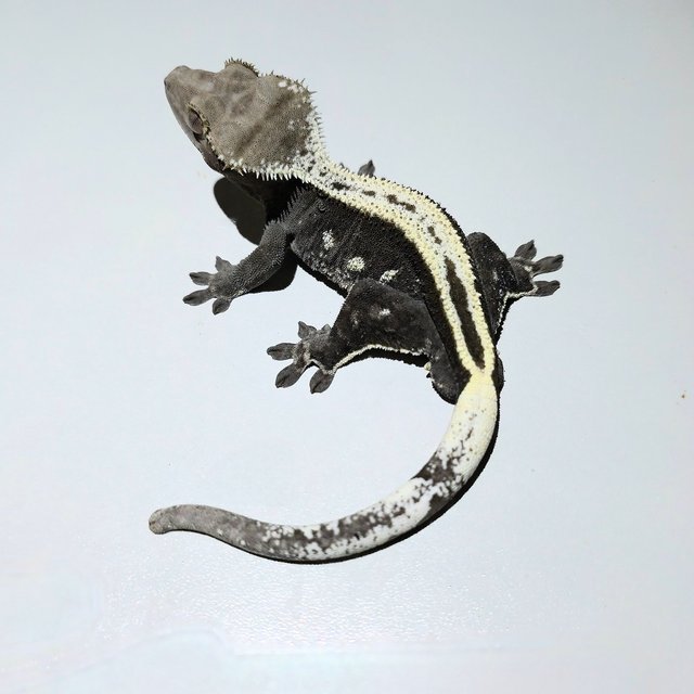 Axanthic