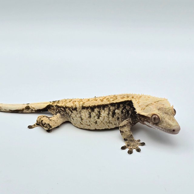 트라이 드리피 화이트스팟