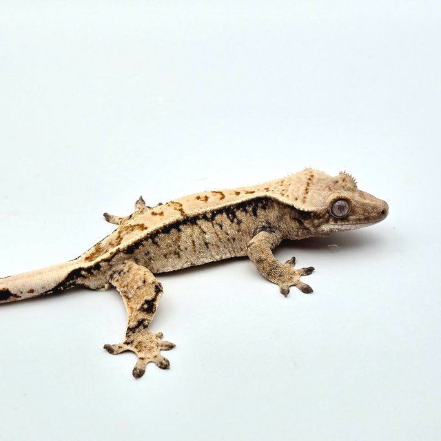 트라이 드리피 화이트스팟