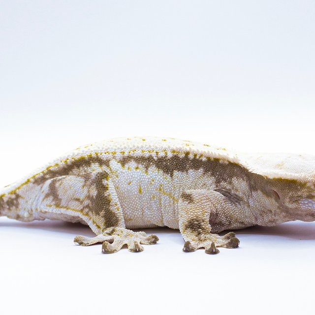 트라이 드리피 솔리드백 풀핀 화이트스팟