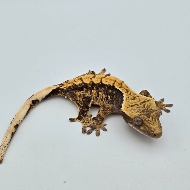 100%헷아잔틱 드리피