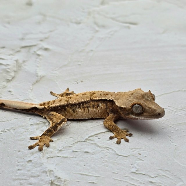 트라이 드리피 화이트스팟