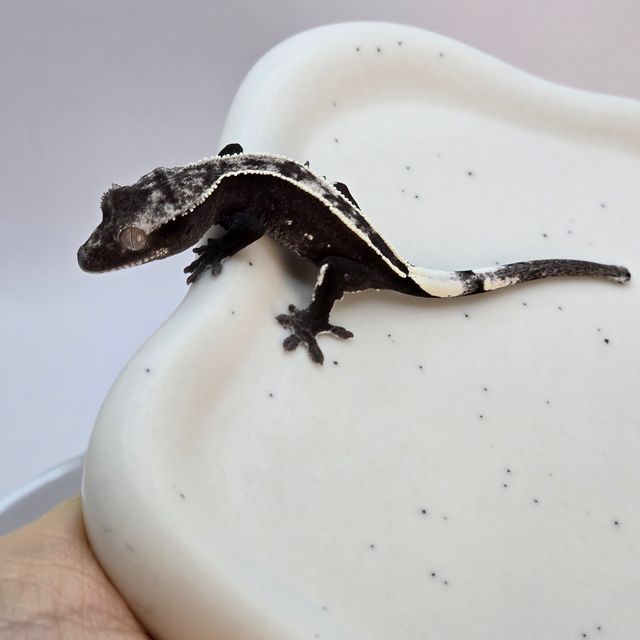 아잔틱 풀핀 화이트포트홀