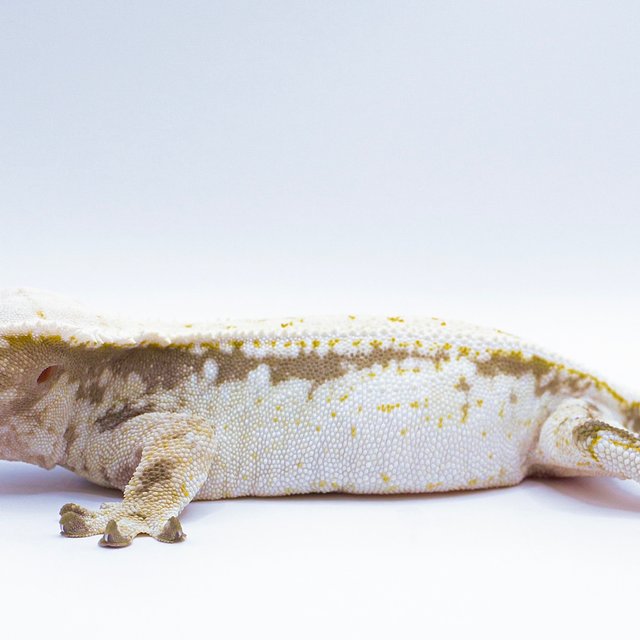 트라이 드리피 솔리드백 풀핀 화이트스팟