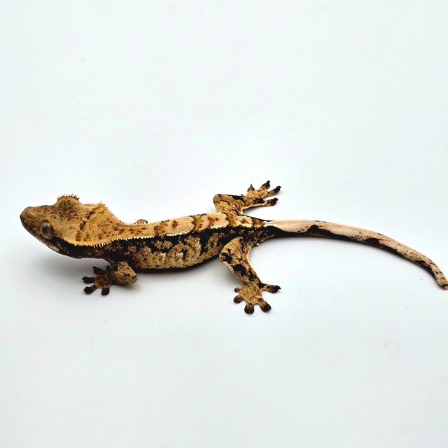 트라이 익스트림할리퀸 할리퀸