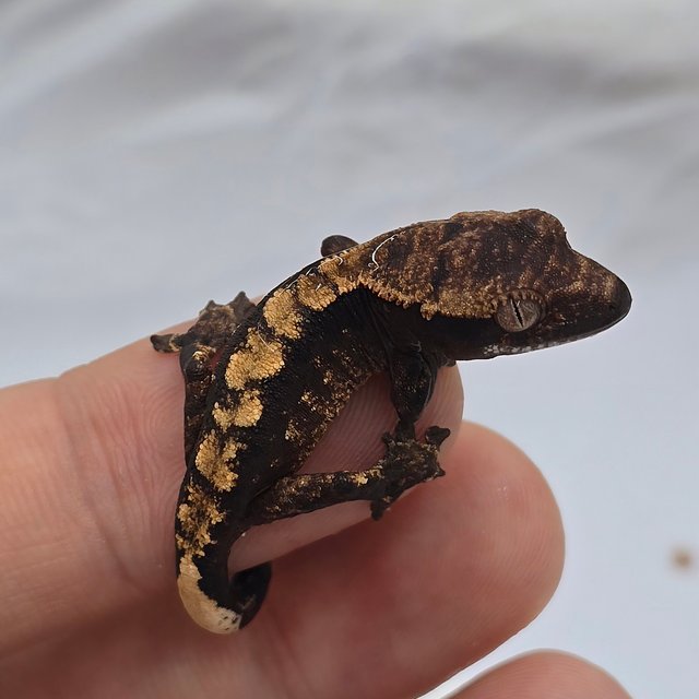 100%헷아잔틱 블랙