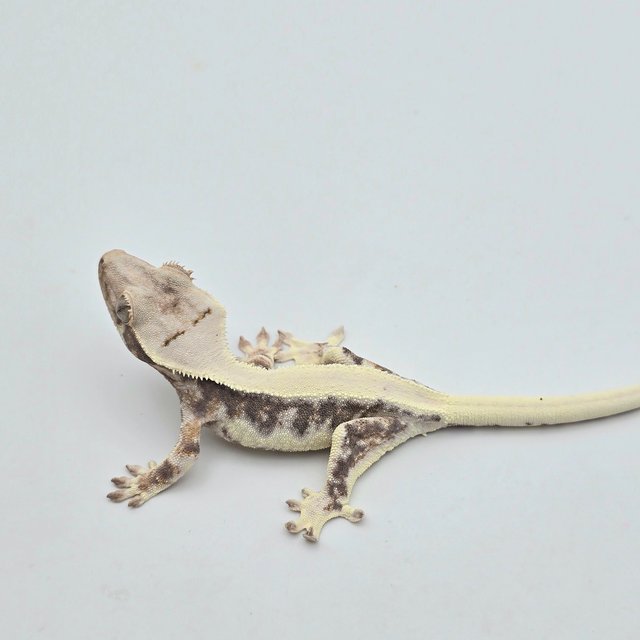 릴리화이트 트라이 솔리드백