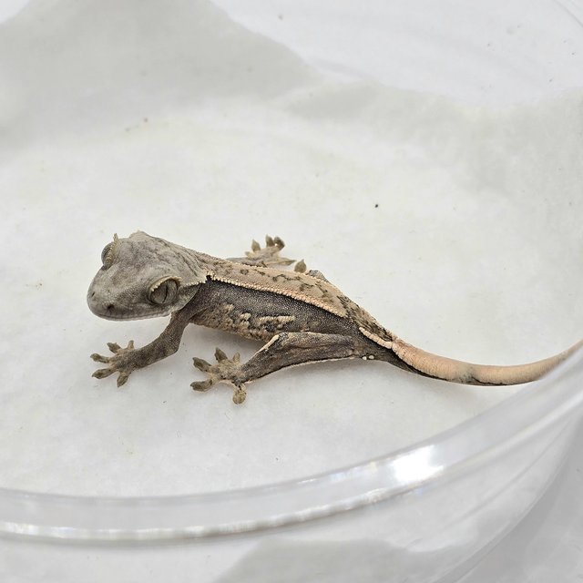 노멀 트라이 화이트스팟 쿼드