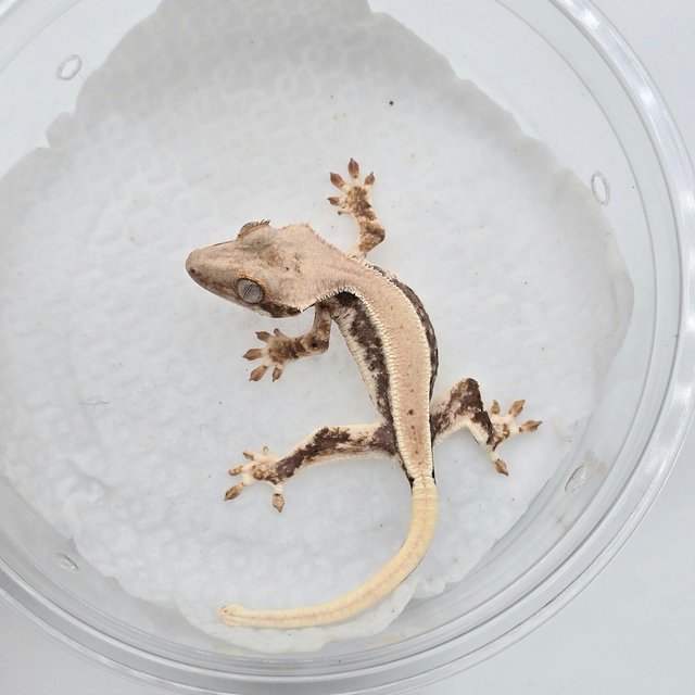 트라이 릴리화이트