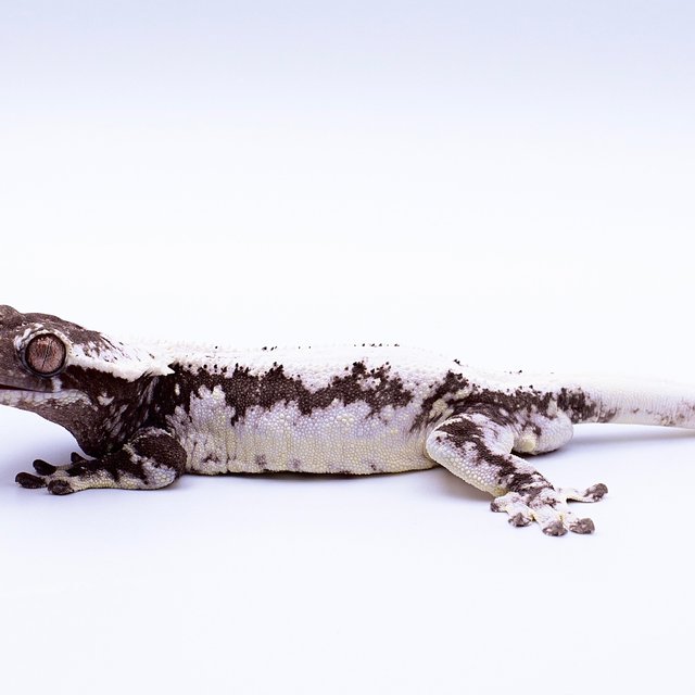 릴잔틱 솔리드백