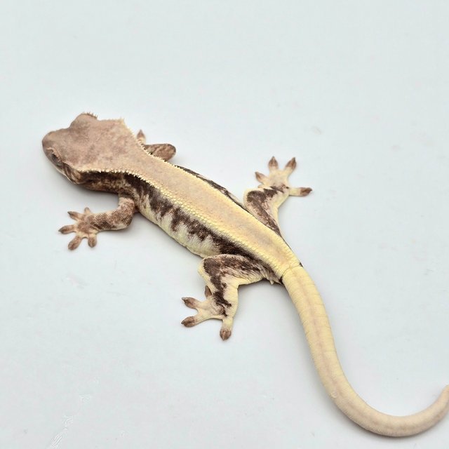 릴리 세이블 솔리드백