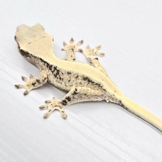 릴리100%헷아잔틱 솔리드백