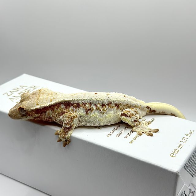 릴리화이트 레드 화이트