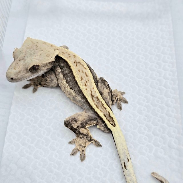 100% Het Axanthic Super Stripe Full Pinstripe Quad