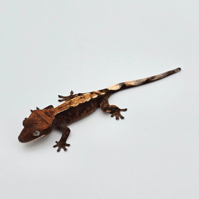 세이블 100%헷아잔틱 텐저린