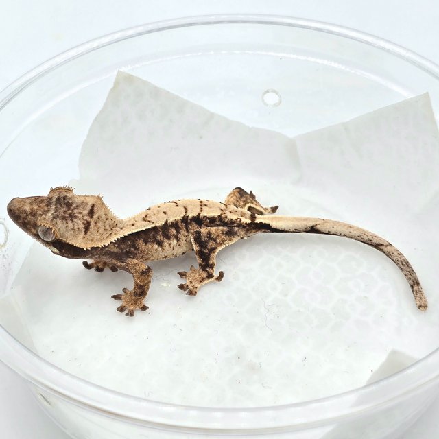 트라이 드리피 익스트림할리퀸 할리퀸