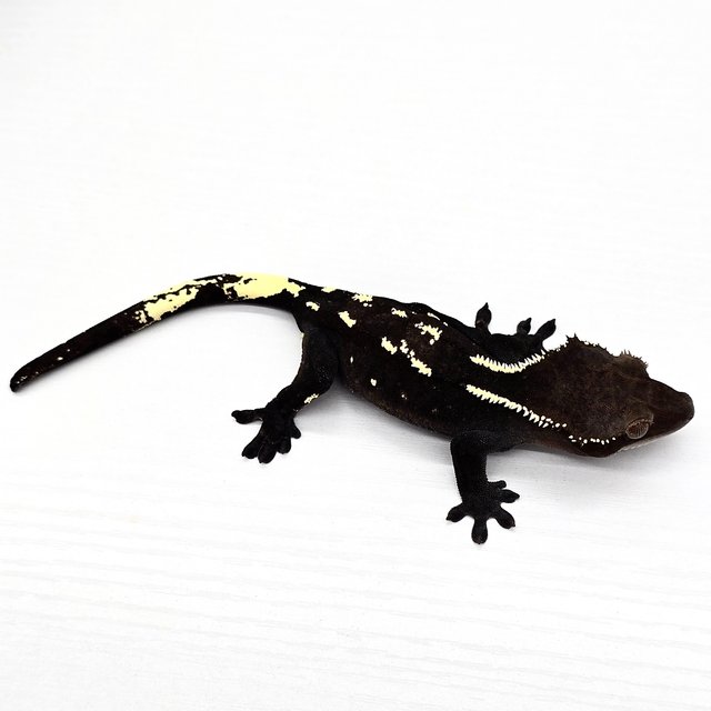 아잔틱 블랙 화이트크라운