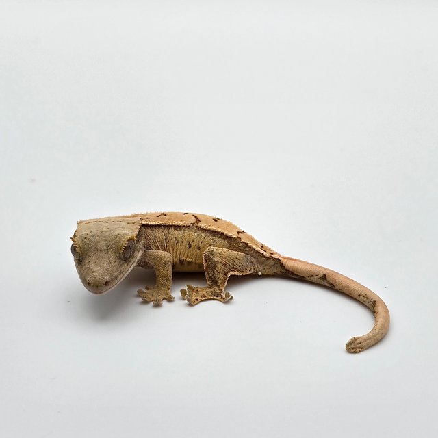 트라이 드리피 화이트스팟