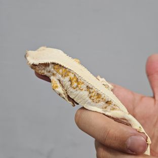 트라이 릴리화이트
