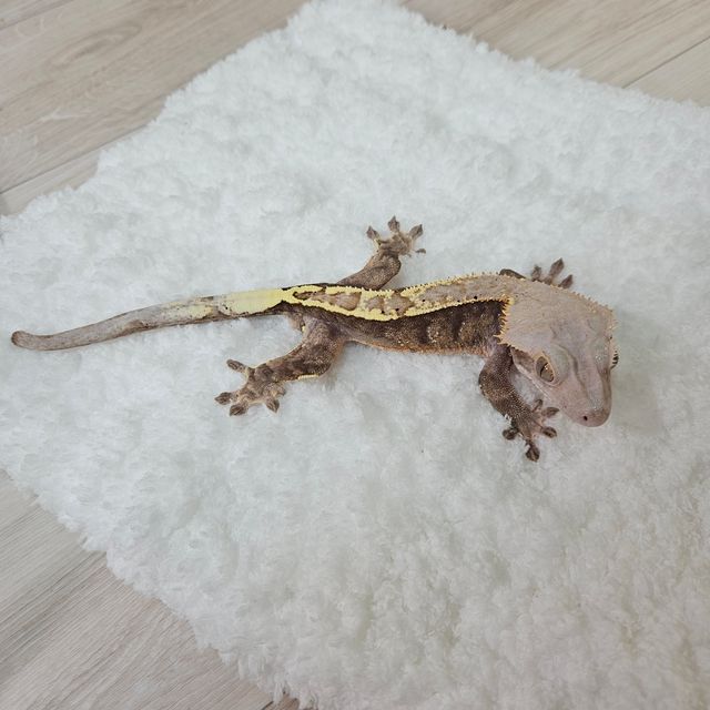 카푸치노