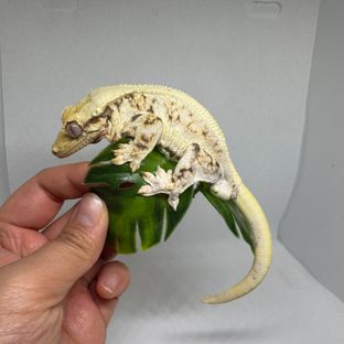 릴리화이트 화이트