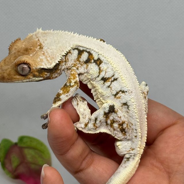 트라이 릴리화이트