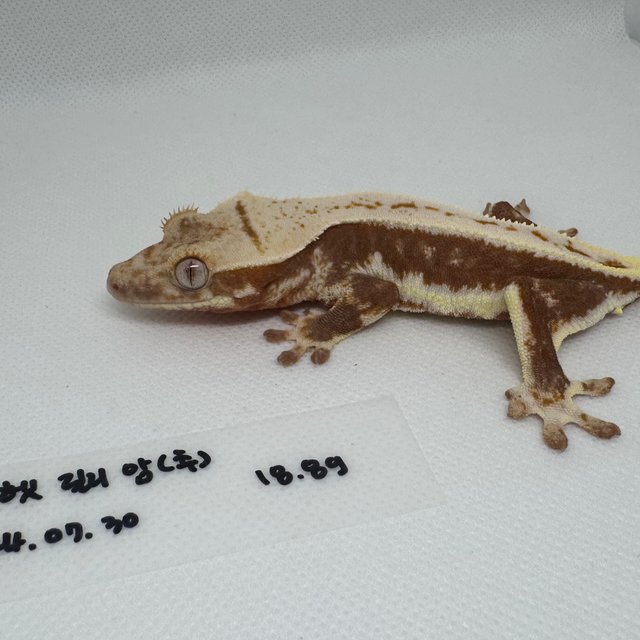 릴리100%헷아잔틱