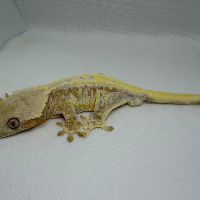 릴리100%헷아잔틱 크림