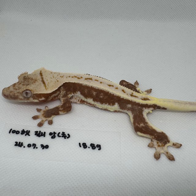 릴리100%헷아잔틱