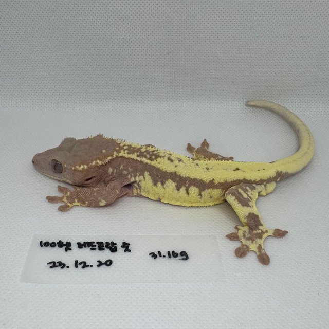 100%헷아잔틱 프라푸치노