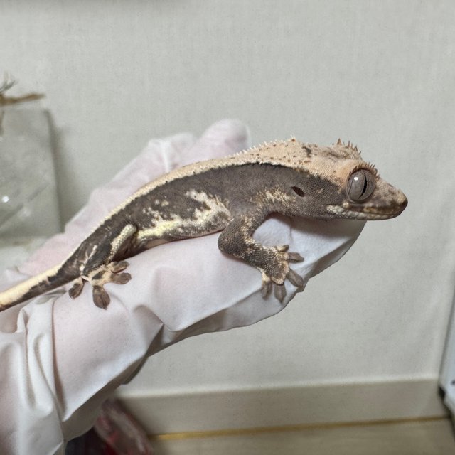 릴리100%헷아잔틱