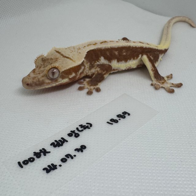 릴리100%헷아잔틱