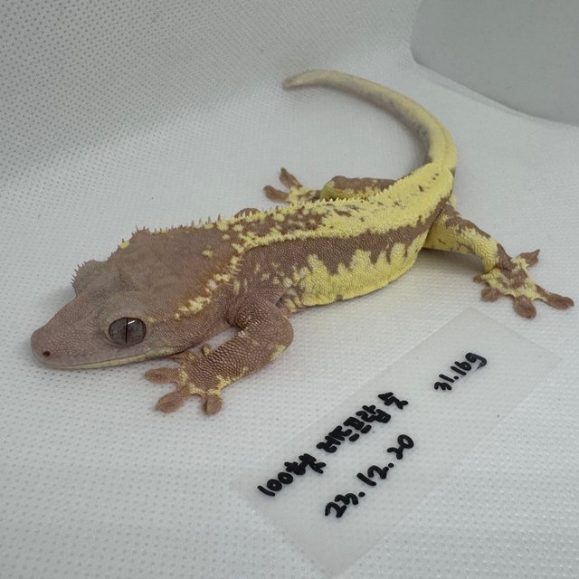 100%헷아잔틱 프라푸치노