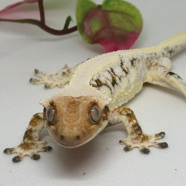 트라이 릴리화이트