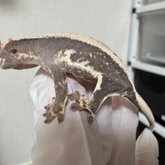 릴리100%헷아잔틱