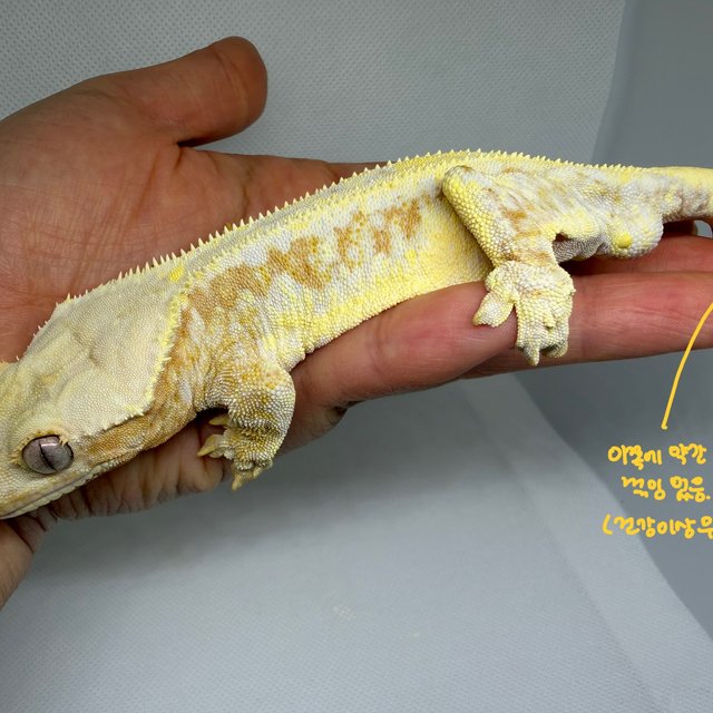 릴리100%헷아잔틱 크림