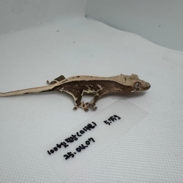 릴리100%헷아잔틱