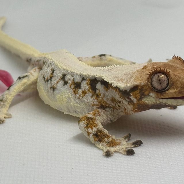 트라이 릴리화이트