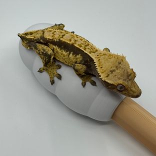 노멀