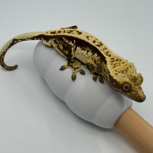노멀