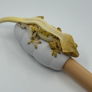 릴리화이트