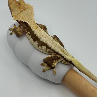 릴리100%헷아잔틱