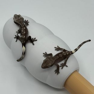 아잔틱