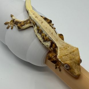 릴리화이트 트라이