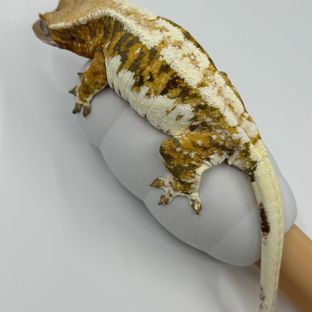 릴리화이트 트라이