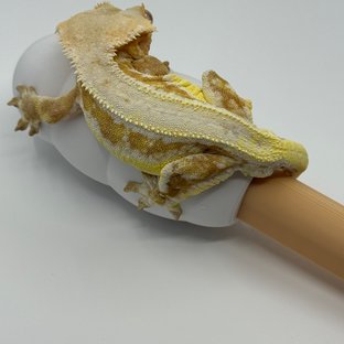 릴리화이트 크림시클