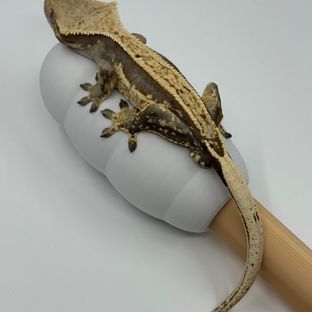 노멀