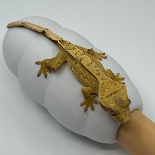 노멀