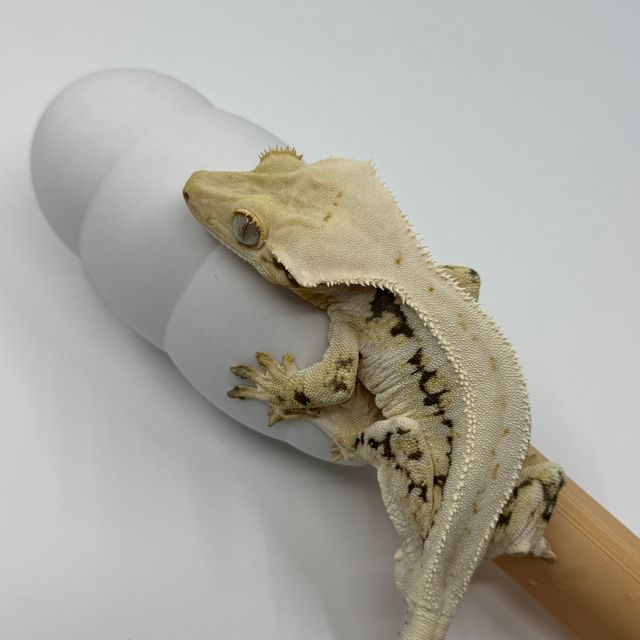 릴리화이트