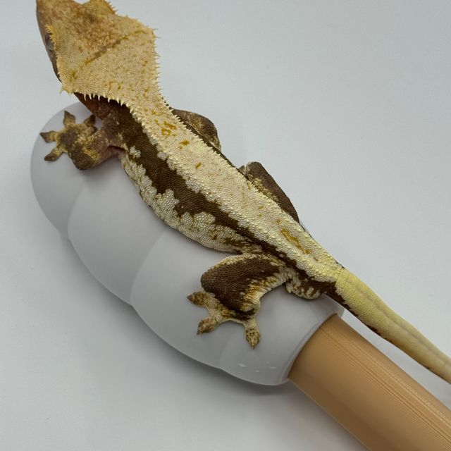 릴리100%헷아잔틱